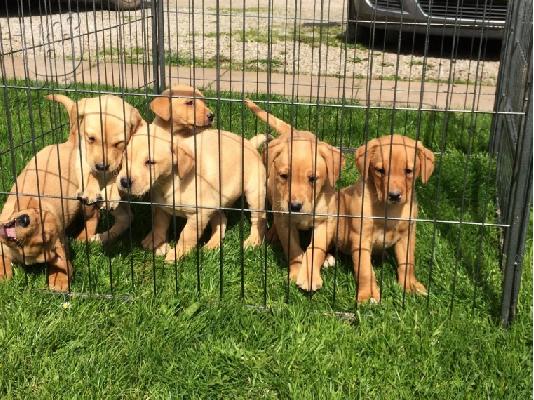 PoulaTo: Προς πώληση Labrador Retriever Σκύλοι και κουτάβια